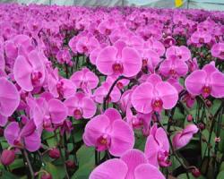 海南三亚：蝴蝶兰的乐园