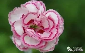 康乃馨价格大揭秘！你知道不同地方卖多少钱吗