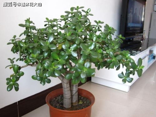 金佛手盆栽如何养护？如何让金佛手盆栽枝繁叶茂
