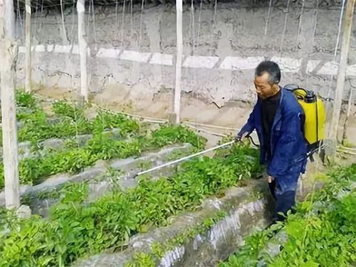 三、混合喷施，是魔法还是陷阱？