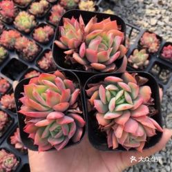 品种不同，价格各异