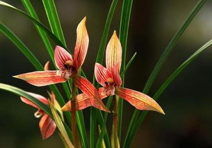 虎头兰种植时如何掌握浇水的正确方法以确保其健康生长