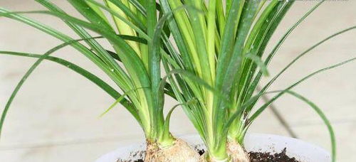 土壤的多样选择