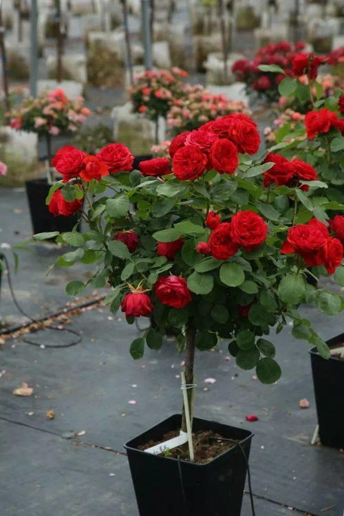 花朵美丽，无限红色月季Infinity Red的花期有多长？