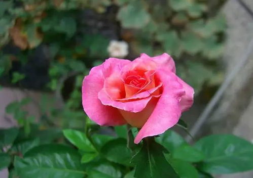 月季花刺有毒吗？养月季要注意这些事