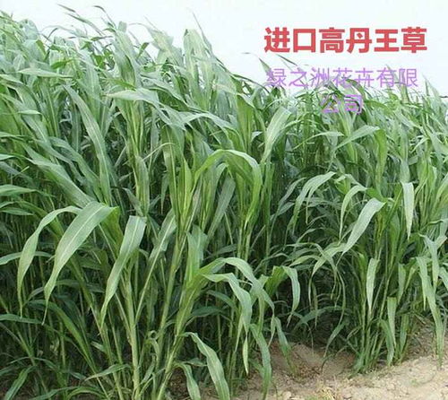 高丹王草种子多少钱一斤？种植高丹王草有哪些技术和管理方法