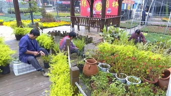 特色苗木品种，让你大饱眼福