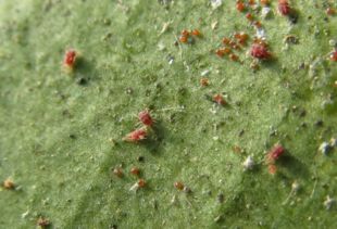 辣椒水：辣眼睛的辣椒也嫩除虫？