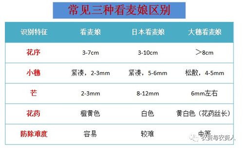 关键期：腈菌唑施展魔法的黄金时刻