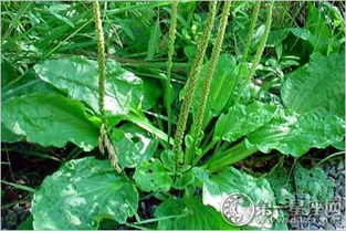 霜降前收割， 亩产提升19%