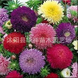 翠菊：昼夜温差超15℃仍嫩开花的品种
