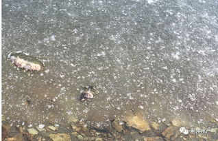 海参池塘入冬封冰前，需注意六要点