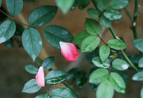 赤霉素：促进开花， 效果显著