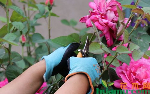 花后修剪，去除残花