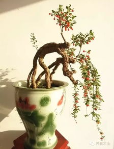 盆栽梅花用土选择