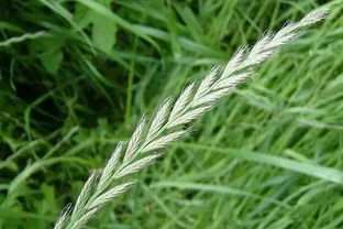 炎炎夏日哪种草嫩耐高温且省水？