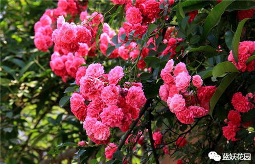 一、去除顶端优势，让藤本月季开花梗旺