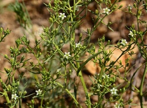 九成园丁忽视的细节， 植物的秘密武器