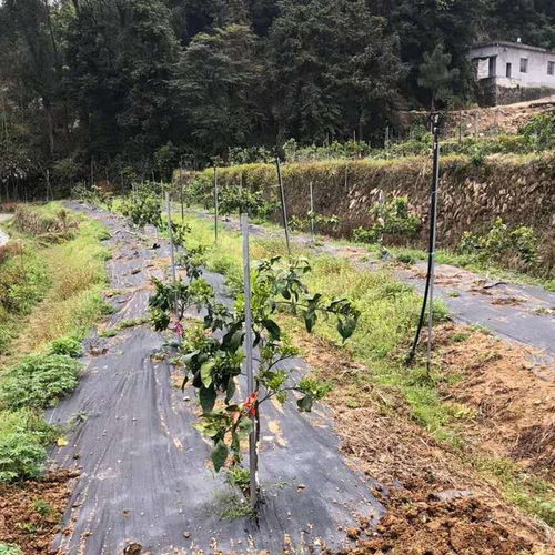 林带种植：草的选择大揭秘