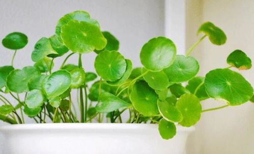 地区差异与种植时间