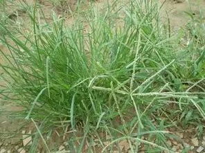 草甘膦：对哪些草效果最好？