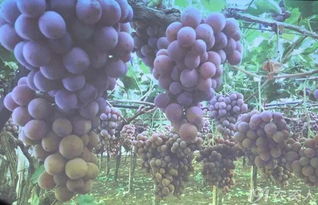 改良土壤， 让普通泥土变神奇