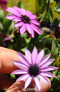 菊花必须C位出道！这老兄从9月嫩开到11月，品种多到眼花——有拳头大的大丽菊，也有像小太阳的波斯菊。我去年在阳台种了盆乒乓菊，硬是撑到初冬才谢，简直是开花界的劳模！