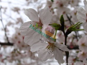 不同规格，价格各异