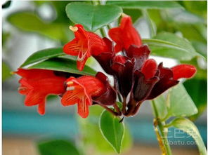 口红花植物如何养护？有哪些需要注意的养殖事项