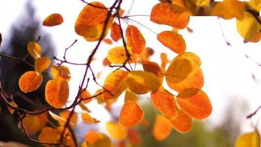 北方秋天的花卉种类