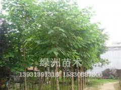 绿之洲苗木基地， 绿意盎然