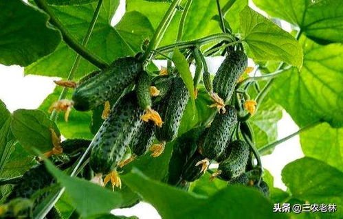 黄瓜喷吡虫啉的周期探讨