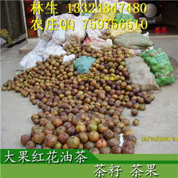 大果红花油茶籽一颗有几个籽？籽粒差异大揭秘！