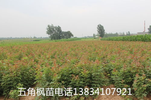 苗木种植新潮流：容器苗的兴起原因揭秘