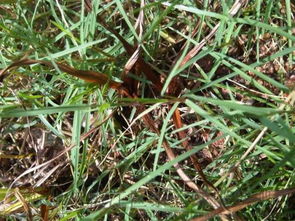 如何选择合适的韭菜地莎草除草剂，有效去除韭菜中的莎草？