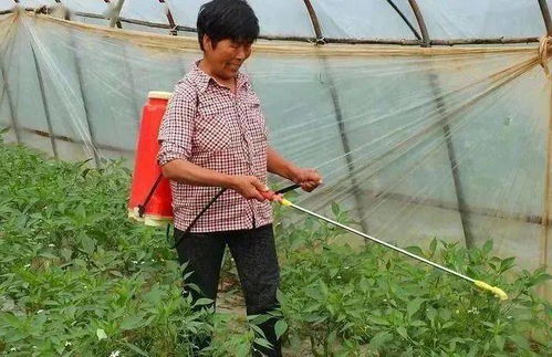 农村大婶的黄瓜种植高招