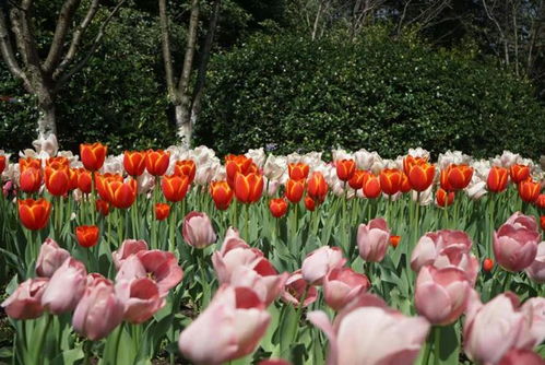 郁金香种球种植攻略，轻松培育爆品花球！