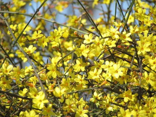 迎春花的魅力：一年嫩开几次花？