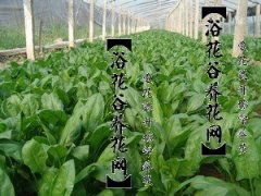 花卉：黄泥土的美丽点缀