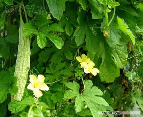 苦瓜花是**完全花**吗？专家揭秘其花部结构之谜