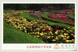 月季花海国庆期间盛开