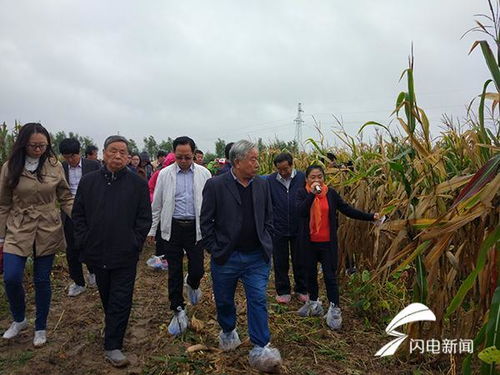 秋大豆种植技术，关注适期播种、品种选择、田间管理等关键环节