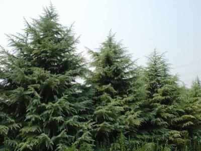 市场动态：价格上下波动， 还需关注