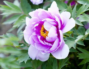 清晨牡丹的神秘绽放