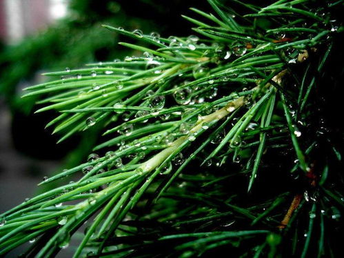 松针的秀发， 秋天的华丽