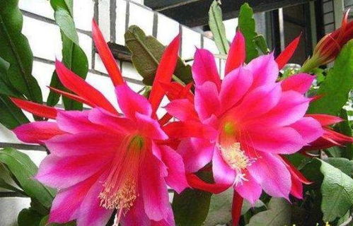 玫瑰花与令箭荷花肥料攻略：让花朵绽放美丽