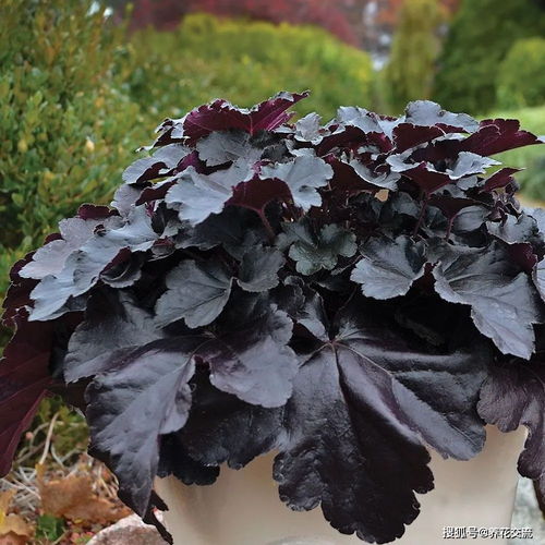 北方地区，紫藤花嫩生存吗？