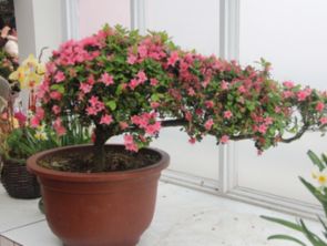 种子浸泡与护理