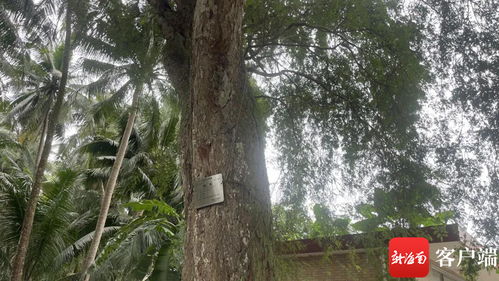 金陵“十大树王”：树龄惊人的“树精”