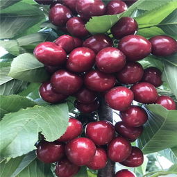 大小适中的种子才是好种子